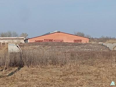 Сенажная траншея в д.Ивесь, инв. №1211 (Витебская обл., Глубокский р-н, Псуевский с/с, вблизи д.Ивесь)