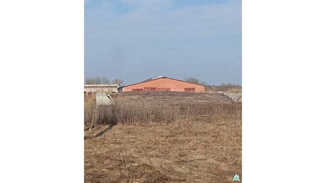 Сенажная траншея в д.Ивесь, инв. №1211 (Витебская обл., Глубокский р-н, Псуевский с/с, вблизи д.Ивесь)