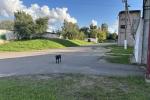 Продажа права на заключение договора аренды помещений овощехранилища пл. 1341,0 кв.м. (Минская обл., г.Логойск, ул. Заводская, 48). Начальная цена (размер ежемесячной арендной платы): 15422 бел. руб. с НДС 20%