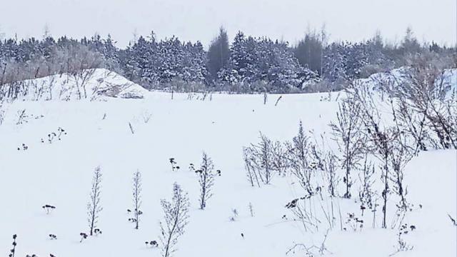 Сенажная траншея в аг.Псуя, инв. №5027 (Витебская обл., Глубокский р-н, аг.Псуя)